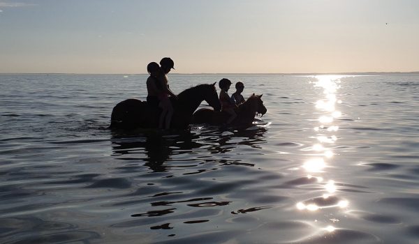 Bild på hästar som badar innan solnedgång i havet